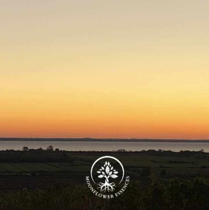 Sunset Codes - MoonFlower Essences by Sara Estelle